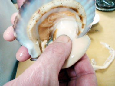 ホタテ貝の捌き方