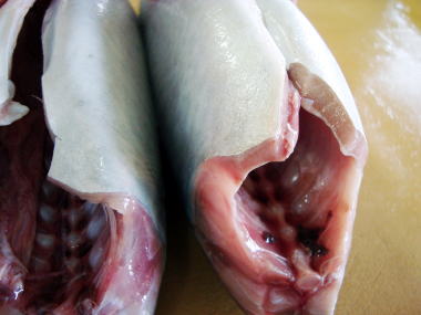 鯖の産卵期