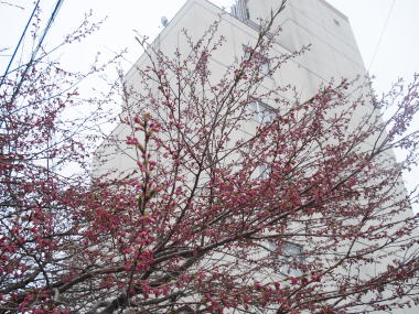 桜とホテル
